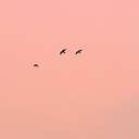 noodlesandsatan avatar