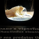 noodlesinthesun avatar