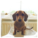 noodlethedachshund-blog avatar