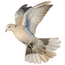 noondove avatar