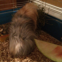 noorthernlightz avatar