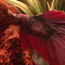 noot-to-rule-all-noots avatar