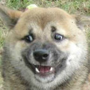 nopedy-nopedy-nope avatar