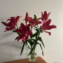 noranoranoran avatar