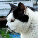 noraya-lostcats avatar