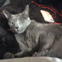 nordicautobotgirl avatar