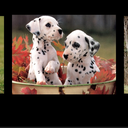 nordlundarsel avatar