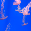 norestforotakus avatar