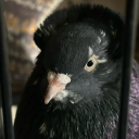 norithepigeon avatar