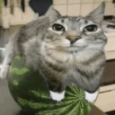 normal-biscuit avatar