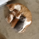 normalbitchoxox avatar