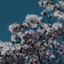 normaltothemax avatar