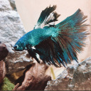 normanthesplendorous avatar