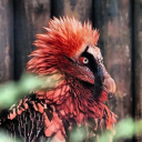 north-towards-the-nightosphere avatar