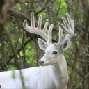 northamericanfallow avatar