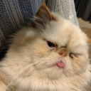 northermkirbi avatar