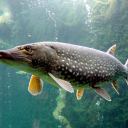 northern-pike-official avatar