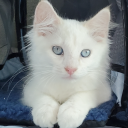 northernbascha avatar