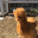 northernchickens-blog avatar