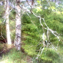 northerndream avatar