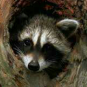 northernllightts avatar