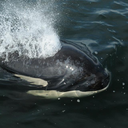 northernresidentorcas avatar