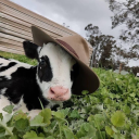 northernskiess avatar