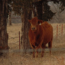 northstarsounds avatar