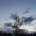 northwestfloral avatar