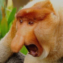 nosacz-atakuje avatar