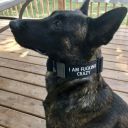 nosebleedmutt avatar