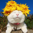 nosequeponercom avatar