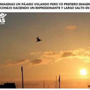 nosequeponeree avatar