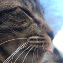 nosferatumadre avatar