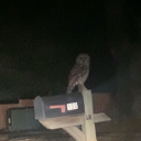 nosorrowinheaven avatar