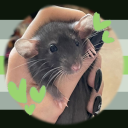 not-5-rats avatar