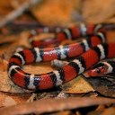 not-a-coral-snake avatar