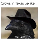 not-a-crow-in-a-hat avatar