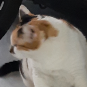 not-a-muse-nor-writer avatar