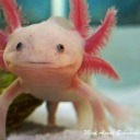 not-an-axolotl avatar
