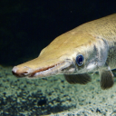 not-another-poll-blog avatar