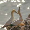 not-as-hot-as-a-guillemot avatar