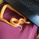 not-eating-guava avatar