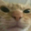 not-not-lyons avatar