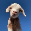 not-originalshit avatar