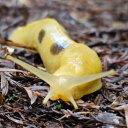 not-quite-chris avatar