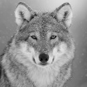 not-really-all-there avatar