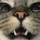 not-so-calm-cat avatar