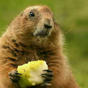 not-so-nice-marmot avatar