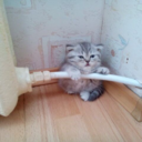 not-too-bright avatar